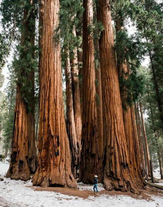 Sequoia Villa Visalia Exteriör bild