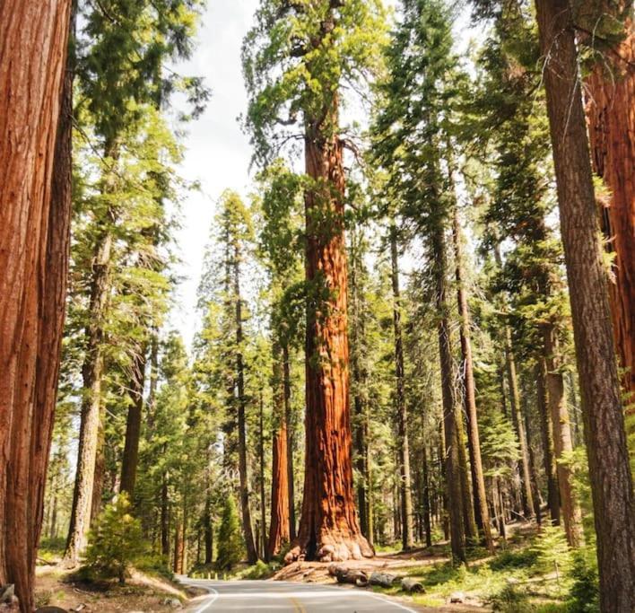 Sequoia Villa Visalia Exteriör bild
