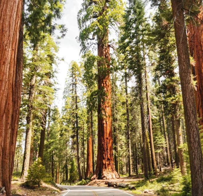 Sequoia Villa Visalia Exteriör bild